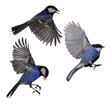 flying three blue tits on white background