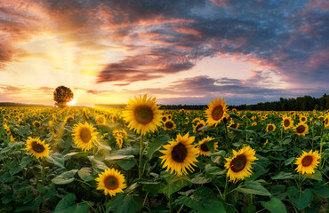 Wall Mural - beautiful sunset over sunflowers field
