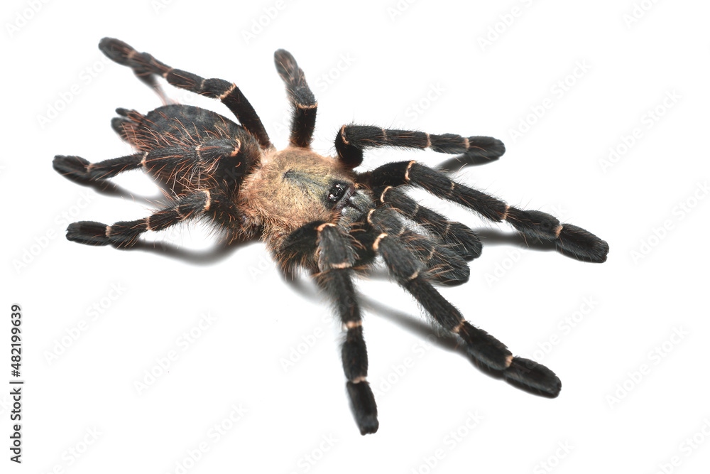 Closeup picture of a female Taksinus bambus (Theraphosidae:  Ornithoctoninae), a newly described tarantula spider genus and species  living in bamboo culms in northern Thailand. Stock Photo | Adobe Stock