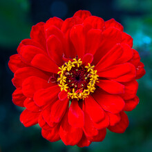 Gorgeous Red Zinnia Flower On A Natural Background. Floriculture, Landscaping.