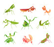 Praying mantis in various poses and colors collection vector flat illustration large predator insect