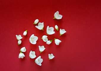 Sticker - Beautiful white jasmine flowers on a red background. Place for an inscription for a wedding, birthday, party or other celebration.	