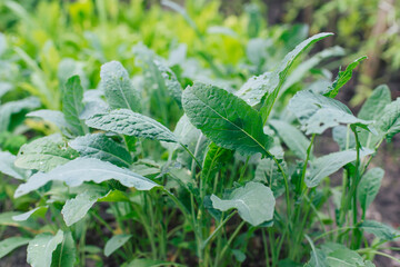 Wall Mural - Lettuce (Lactuca sativa), a plant in the garden	