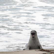 Young Elephant Seal Emerges From The Pacific And Barks
