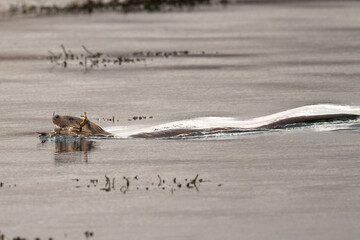 Wall Mural - Otter (Lutra lutra) swimming to land with crab on Mull, Scotland