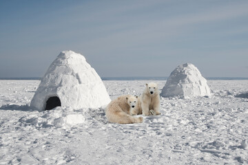 Wall Mural - Igloo in the north. Housing in the north. Bear near the igloo. Northern arctic landscape. Life in the north in the ice. The polar bear lives in the cold.