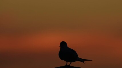 Wall Mural - The silhouette of a tern on the stone in twilight. Red sunset sky background. The Common Tern. Scientific name: Sterna Hirundo. Ladoga Lake. Russia. Slow motion.