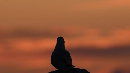 Wall Mural - The silhouette of a seagull on the stone in sunset twilight. Red sunset sky background. The Black-headed Gull Scientific name: Larus ridibundus. Ladoga Lake. Russia. Slow motion.