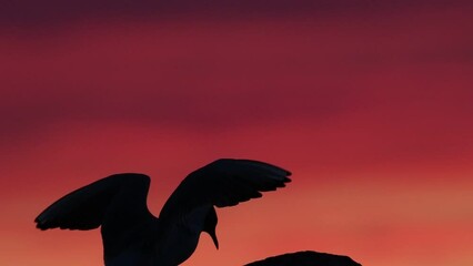 Wall Mural - The silhouette of a seagull on the stone in sunset twilight. Red sunset sky background. The Black-headed Gull Scientific name: Larus ridibundus. Ladoga Lake. Russia. Slow motion.