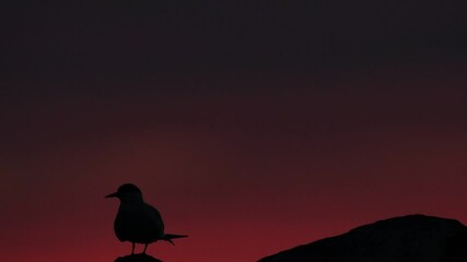 Wall Mural - The silhouette of a tern on the stone in twilight. Red sunset sky background. The Common Tern. Scientific name: Sterna Hirundo. Ladoga Lake. Russia. Slow motion.