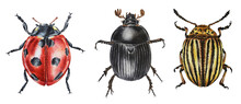 Dung Beetle, Colorado Beetle, Ladybug Isolated On A White Background. Illustration. Watercolor. Hand Drawn. Closeup.

