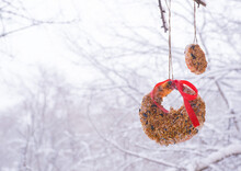 Homemade Bird Feeder In Winter From Seeds On Apples And Pumpkins.