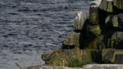 Wall Mural - the tern takes off. slow motion. stony coast. scientific name: sterna hirundo. ladoga lake. russia.