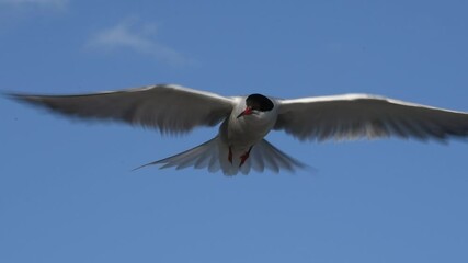 Wall Mural - The tern hovered in the air, fluttering its wings. Slow motion. Adult common terns on the blue sky background.  Scientific name: Sterna hirundo. Ladoga lake. Russia.