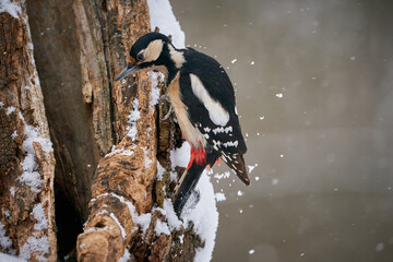 Great spotted Woodpecker (Dendrocopos major) perched on branch.
