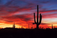Arizona Sunset And Saguaro Cactus In A Desert Landscape