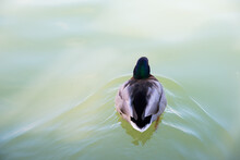 Close Up Of A Duck Swimming In A Pond Seen From Its Back. Retiro Park, Madrid, Spain