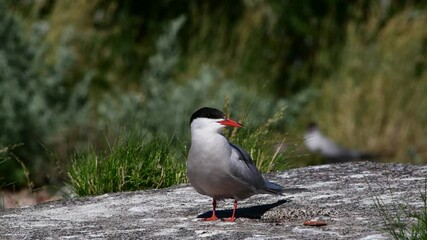 Wall Mural - A tern on a rocky shore.   Scientific name: Sterna hirundo. Ladoga lake. Russia.