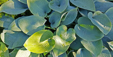 A Bush Of Large Green-blue Leaves Of A Plant With Veins In The Sun And In The Shade