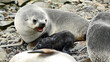 Fur seal defends her newborn