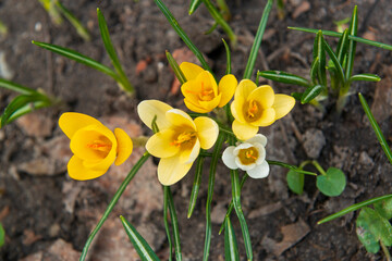 Poster - Yellow spring flowers in the fresh soil.