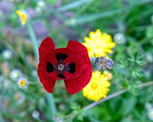 Red Poppy And Yellow Daisy Flowers Closeup In The Meadows