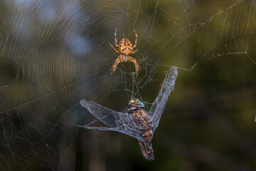 Dragonfly Caught in Spider Web Being Eaten by Spider