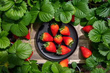 New Harvest Of Ripe Red Sweet Strawberry On Farmer Fiels And Green Leaves Of Strawberry Plants Top View