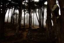 Path Through Foggy Monterey Cypress Forest