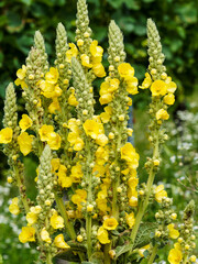 Poster - Tiges de Molène bouillant-blanc ou Verbascum tapsus à floraison en épis jaune vif au sommet de tiges solides