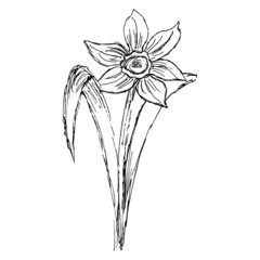 Wall Mural - Freehand line art drawing of narcissus flower. Rough black and white vector sketch isolated on transparent background