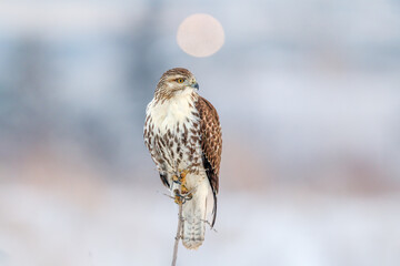 red tailed hawk perching on a tree branch against a blue background