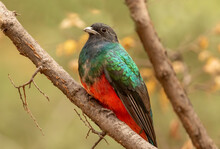 Eared Quetzal Perched On Limb In The Chiricahua Mountains Of Arizona