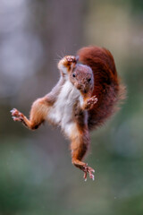 Wall Mural - Eurasian red squirrel (Sciurus vulgaris) jumping in the forest of Noord Brabant in the Netherlands. Green background.