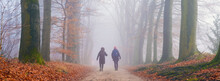 Two Women Hike On Foggy Day In Winter On Sand Path Between Beech Trees