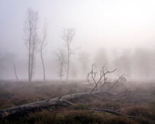 Fallen Tree In Mist With Silhouettes Of Other Trees In The Background