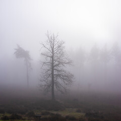 Canvas Print - trees in mist on heath with other trees in the background