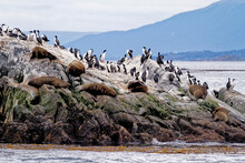 Cormorants, Seals And Sea Lions, Beagle Channel - Argentina