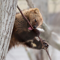 Wall Mural - Fisher animal licking tree branch sap in a tree