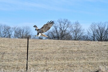 Poster - Hawk Landing on a Fence Post