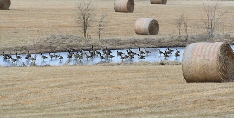 Wall Mural - Flock of Geese on a Frozen Pond in a Hay Field