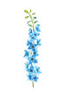 Delphinium of pale blue color painted with watercolor