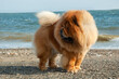 Chow chow purebred dog brown color male standing on thew sand near the sea
