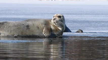 Poster - Seal resting on an ice floe in sunset light. The bearded seal, also called the square flipper seal. Scientific name: Erignathus barbatus. Natural habitat.  White sea, Russia.