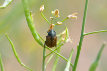 Closeup On Dune Chafer Beetle -  Anomala Dubia On The Plant Stalk.