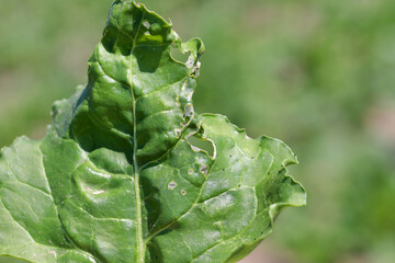 Wall Mural - A tortricidae caterpillar in a damaged sugar beet leaf.