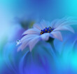 Beautiful Macro Photo.Colorful Flowers.Border Art Design.Magic Light.Close up Photography.Conceptual Abstract Image.White and Blue Background.Fantasy Floral Art.Creative Wallpaper.Beautiful Nature.Dew