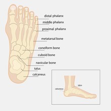 Human Foot Bones Anatomy Sketch Vector Orthopedic Medicine. Skeleton Of The Phalanges Of The Ankles And Toes, Cuboid, Metatarsal, Navicular And Sphenoid Bones