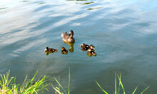 Family Of Wild Ducks In A Pond