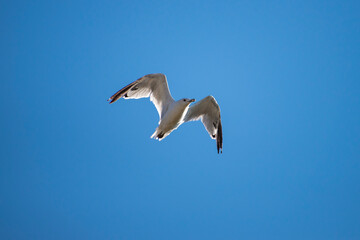 Seagulls flying in the blue sky